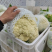 精品菜花松花菜产地直发品质保证量大从优欢迎联系