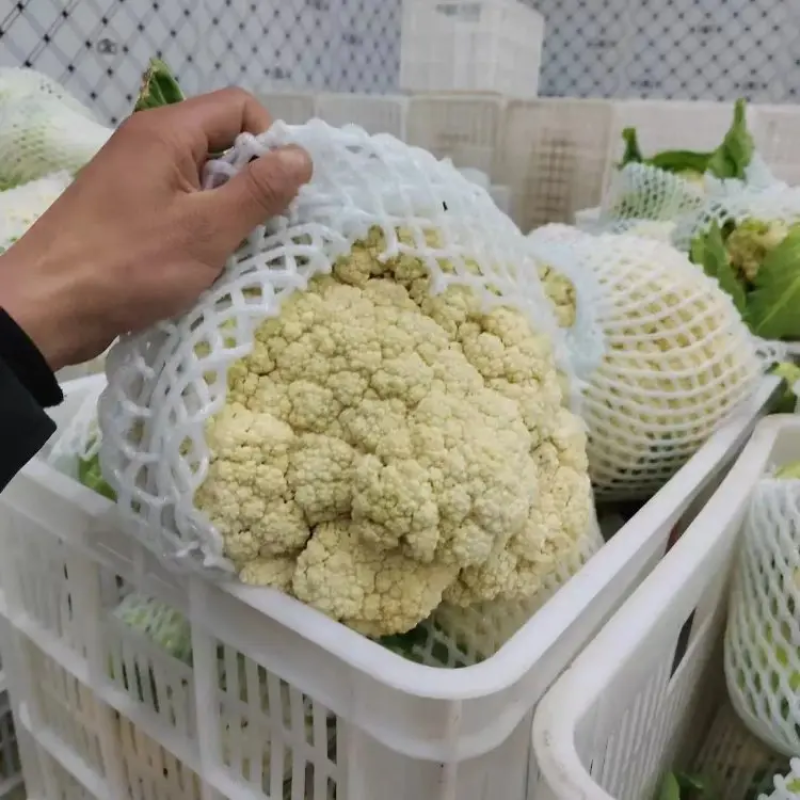 精品菜花松花菜产地直发品质保证量大从优欢迎联系