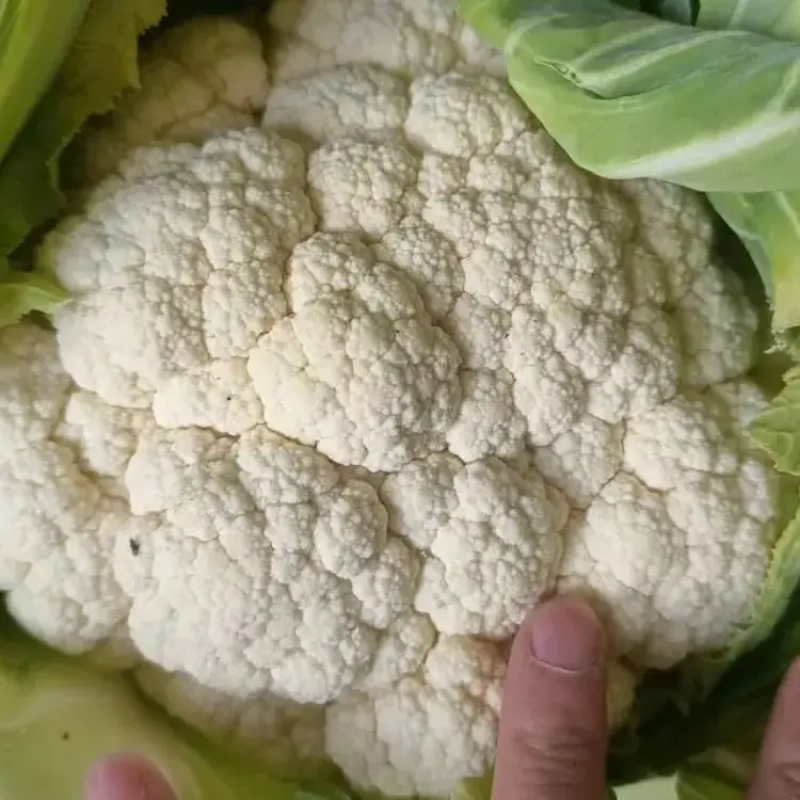 精品菜花松花菜产地直发品质保证量大从优欢迎联系