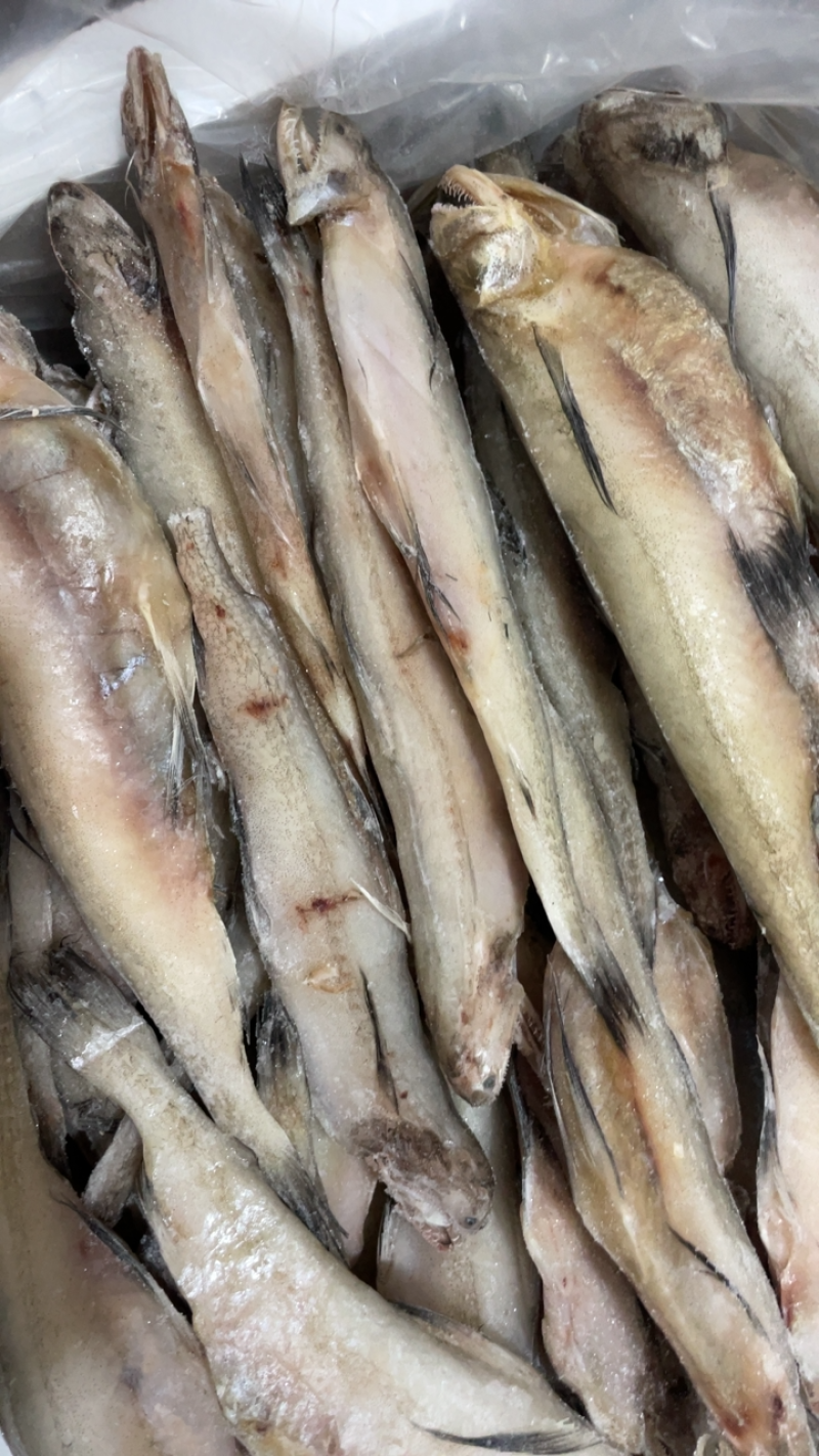 码头直供新鲜大豆腐鱼龙头鱼水潺鱼九肚鱼丝丁鱼