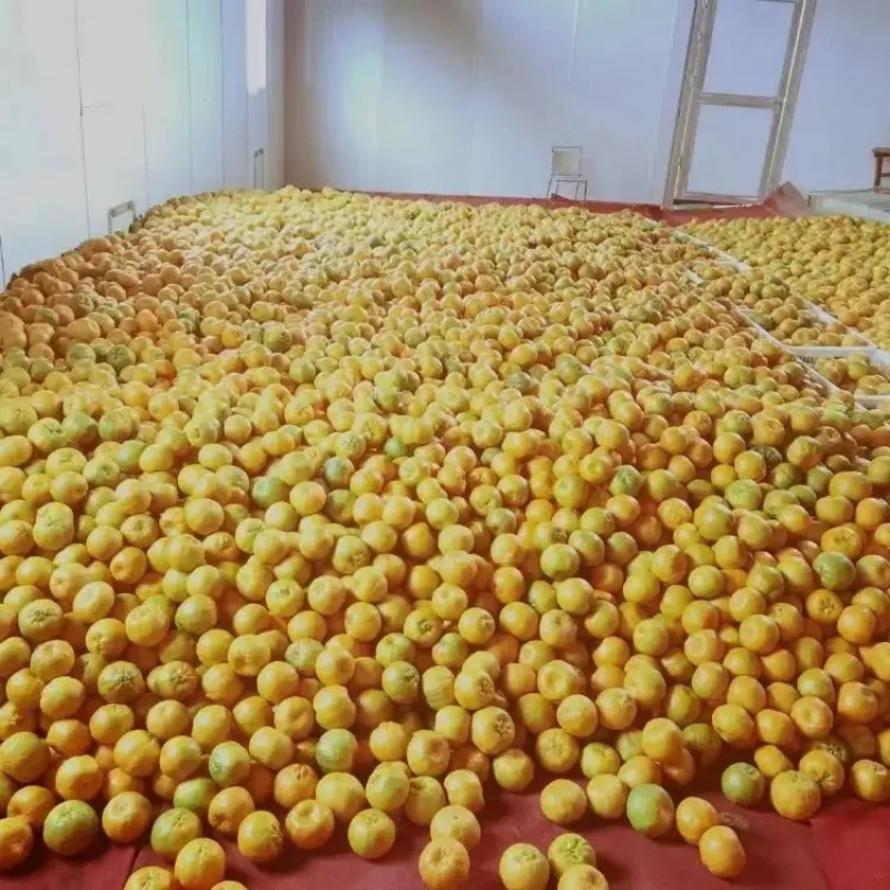 精品椪柑大量上市品质保证一手货源量大从优