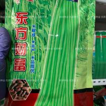 东方财富帮达豇豆麻籽翠绿肉厚丰产品质优春夏栽培