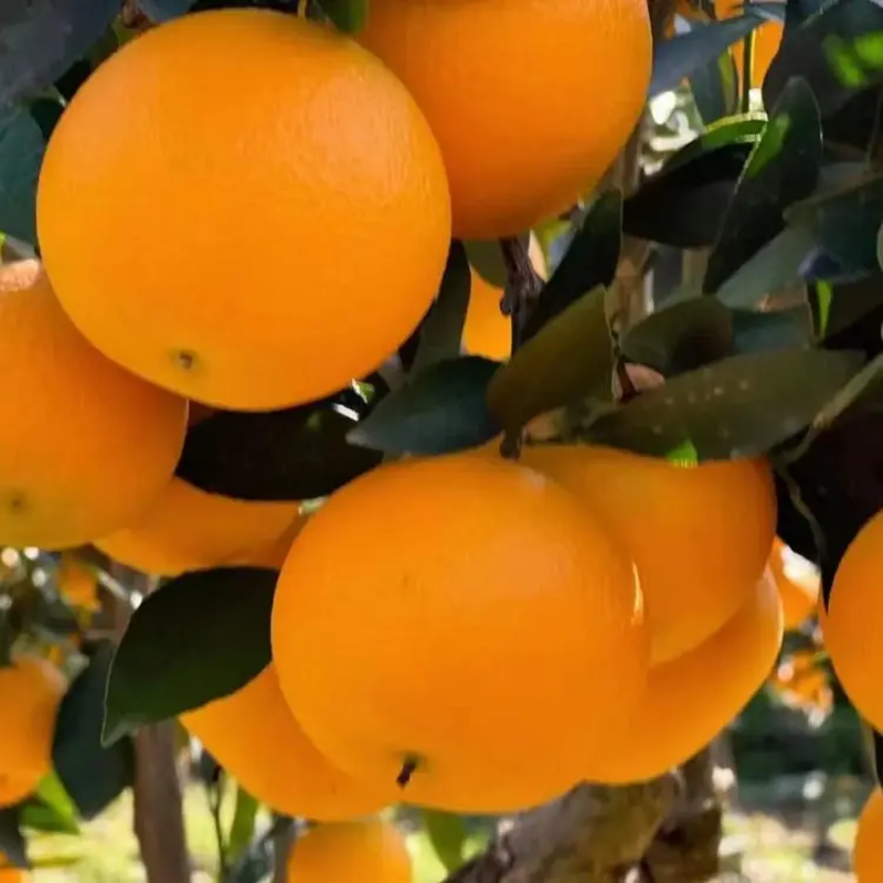 精品九月红脐橙大量上市品质保证量大从优欢迎联系