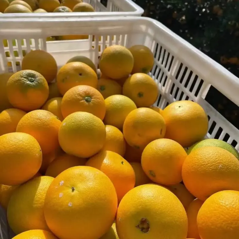 精品九月红脐橙大量上市品质保证量大从优欢迎联系