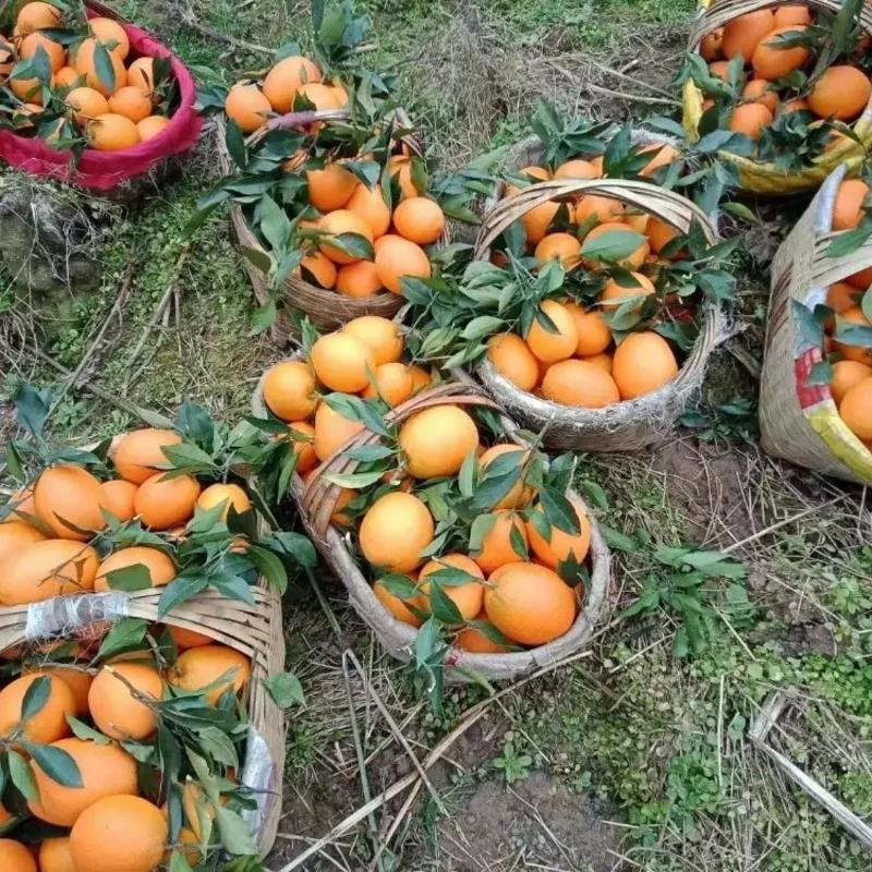 精品纽荷尔脐橙产地直发品质保证量大从优欢迎联系