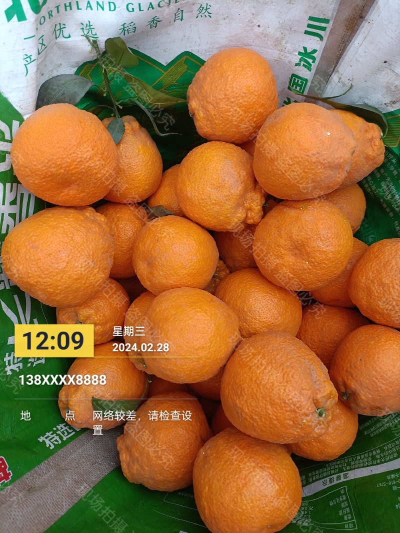 石棉黄果柑