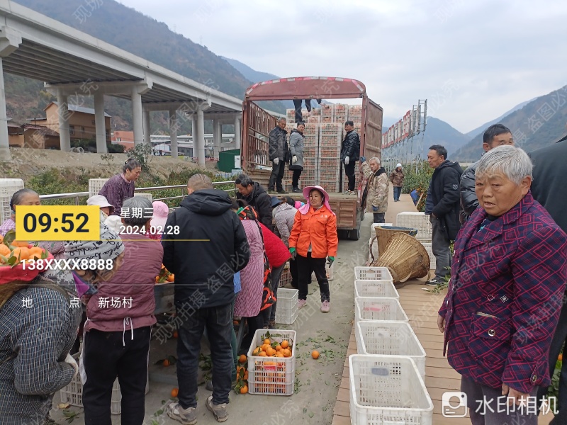 石棉黄果柑