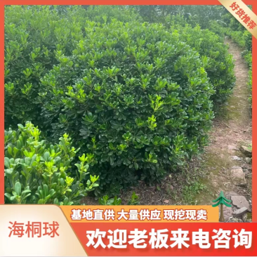 海桐球大量出售基地直发可视频看货欢迎来电咨询