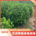海桐球大量出售基地直发可视频看货欢迎来电咨询
