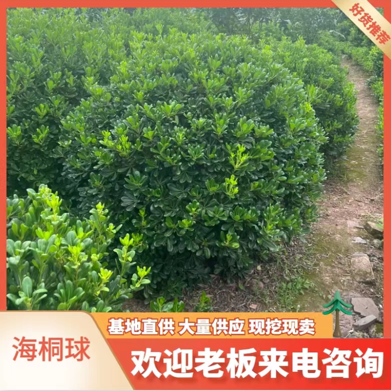 海桐球大量出售基地直发可视频看货欢迎来电咨询