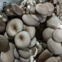 平菇菌种及栽培袋