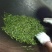 西双版纳自家（古树茶纯料）手工龙珠\8克/1颗一泡