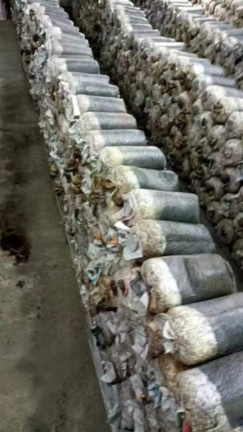 平菇菌种及栽培袋