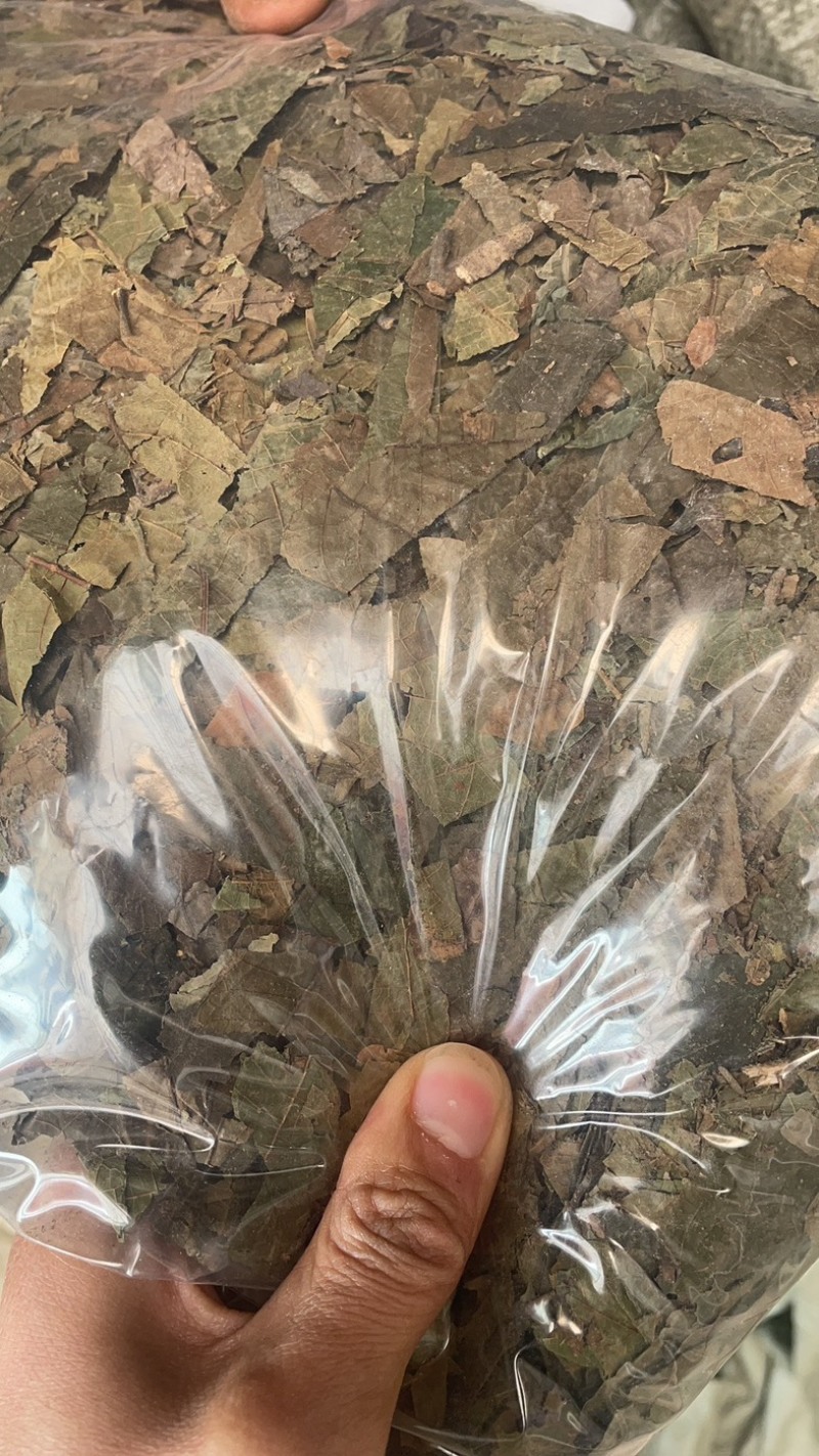 青钱柳青钱柳叶金钱柳保庆药业批发中药青钱柳