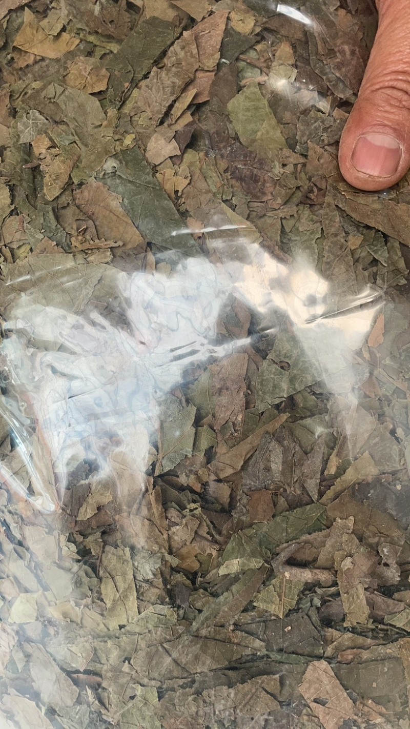 青钱柳青钱柳叶金钱柳保庆药业批发中药青钱柳