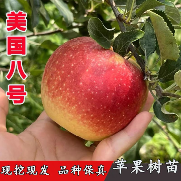 美国八号苹果树苗嫁接早熟美八苹果树果苗南北方种植