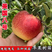 美国八号苹果树苗嫁接早熟美八苹果树果苗南北方种植