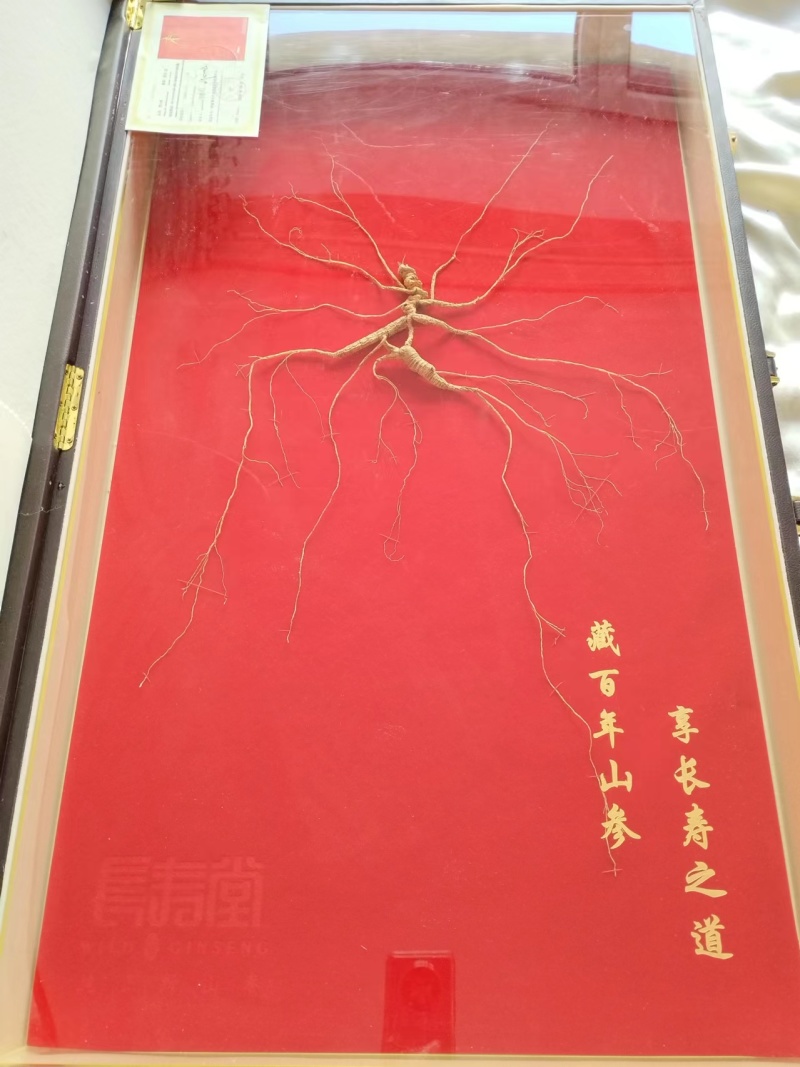 纯正野山参，2015年购入参龄35年，重量按实际称重为准