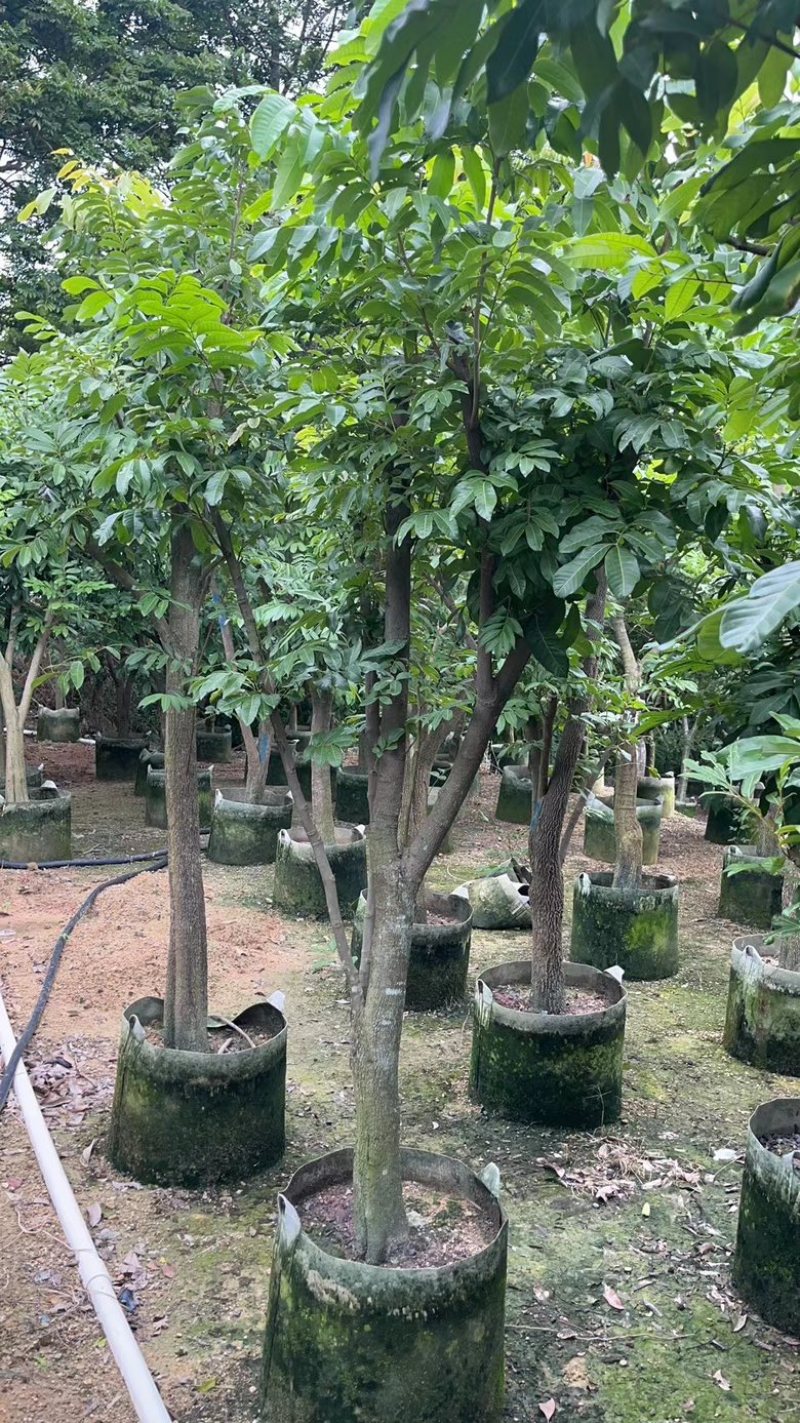 龙眼