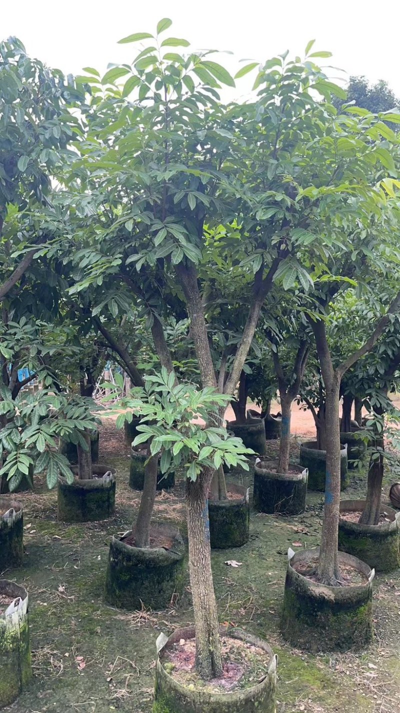 龙眼
