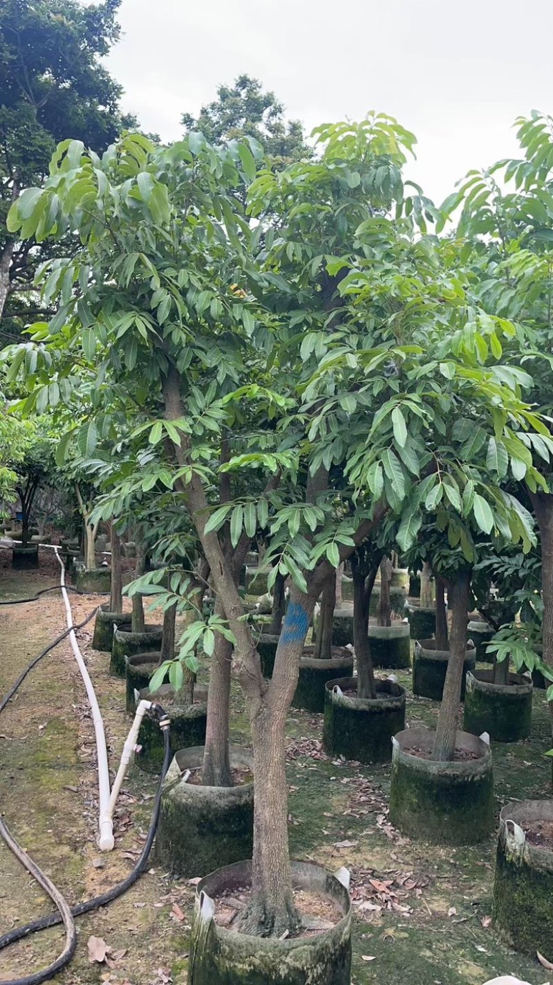 龙眼