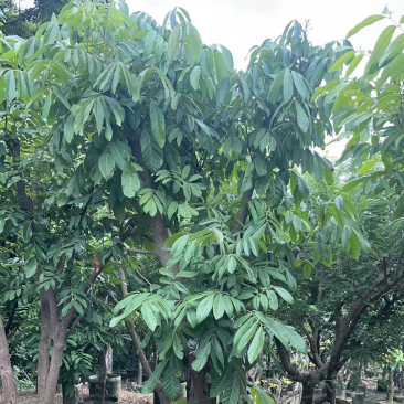 龙眼