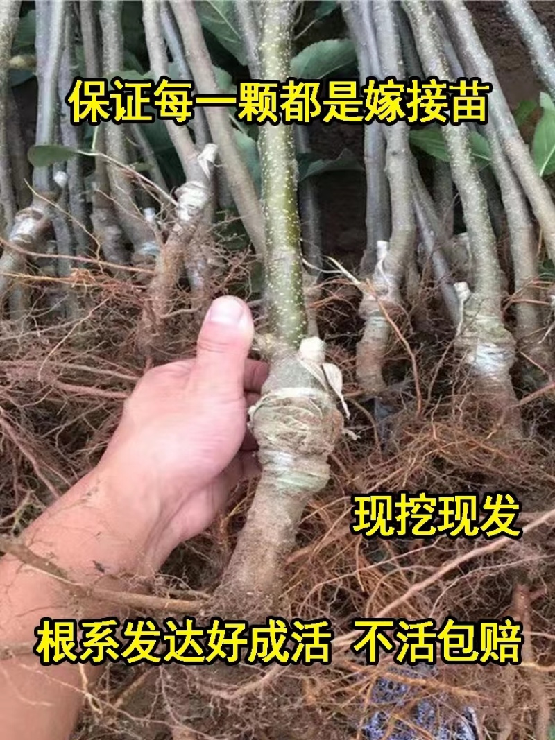 【新品种】苹果树苗红富士红肉苹果树苗保成活保对版