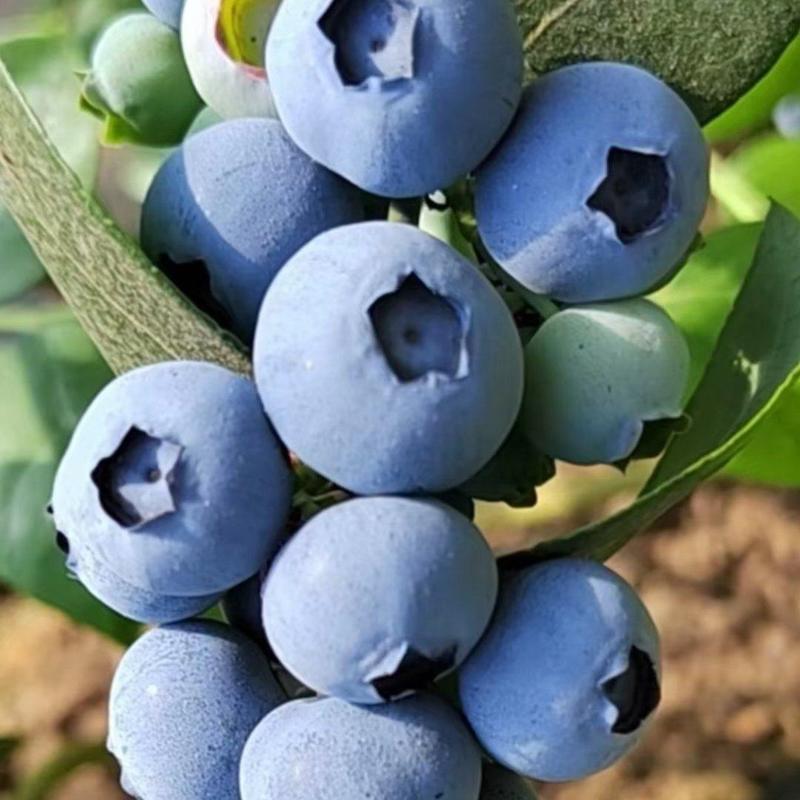 蓝莓现采现发，新鲜送达，甜度高，质量好