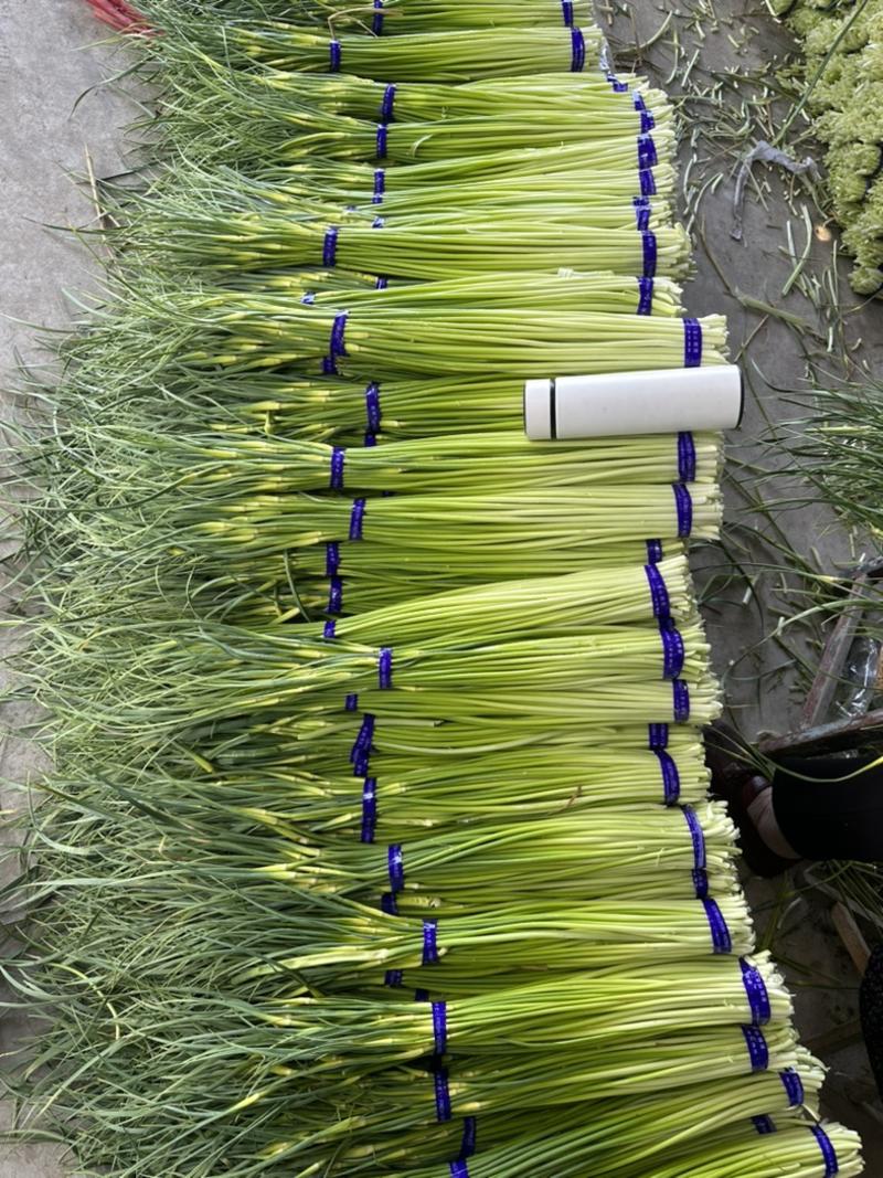 24新蒜苔白帽蒜薹，江苏产地一手货源，质量保证欢迎致电