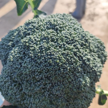 云南精品西兰花，长期有货，