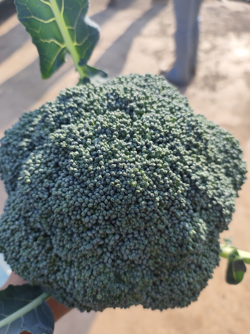 云南精品西兰花，长期有货，