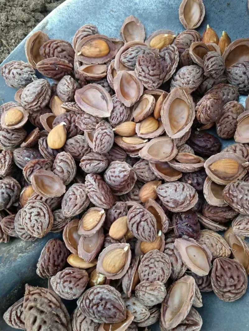 毛桃种子桃仁毛桃芽桃米育苗专用山桃芽山桃种