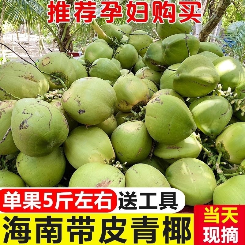 带皮椰子海南新鲜直发青皮椰子青椰孕妇水果天然椰子蛋