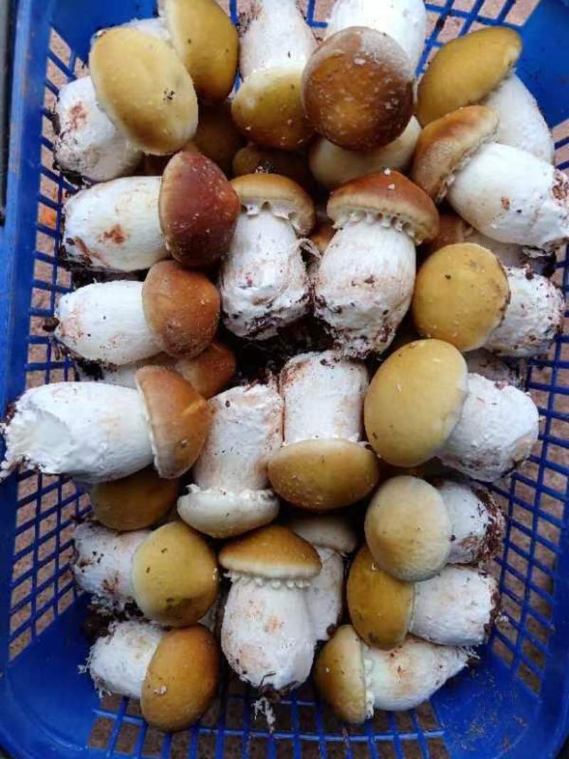 重庆精品赤松茸，产地直发，品质保证欢迎各位前来选购