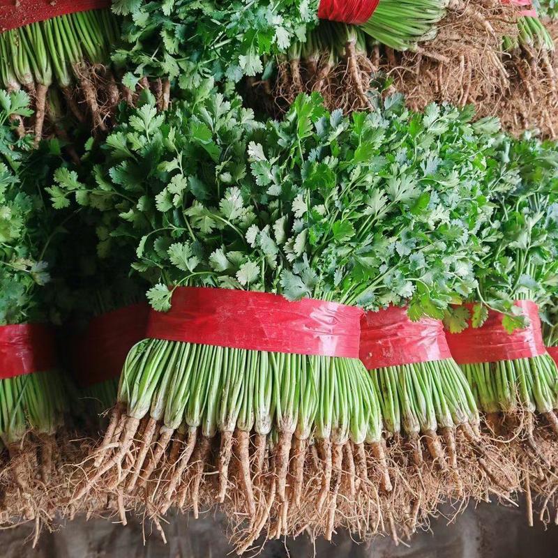 铁杆青香菜聊城中叶香菜万亩大棚种植实力代收代发全国