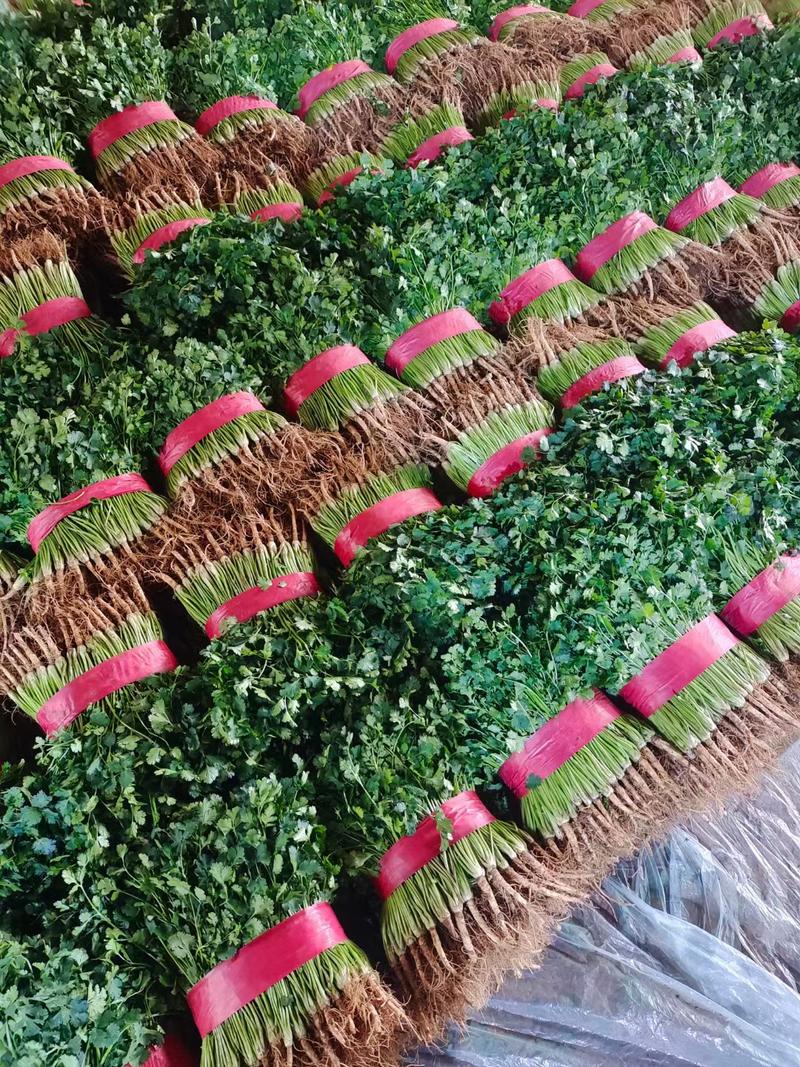 铁杆青香菜聊城中叶香菜万亩大棚种植实力代收代发全国