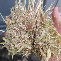 进口燕麦草澳大利亚进口优质燕麦草天津港口接货