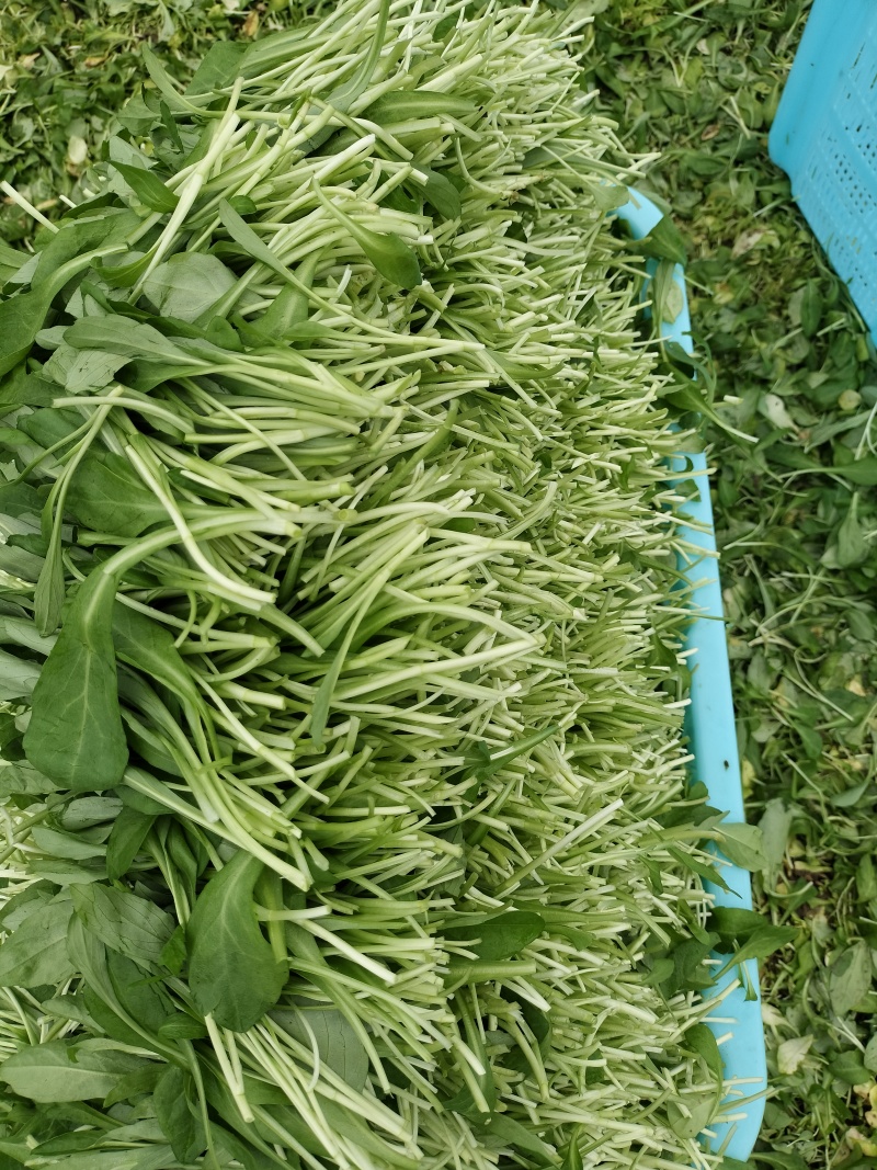 马兰头（精品马兰头蔬菜）