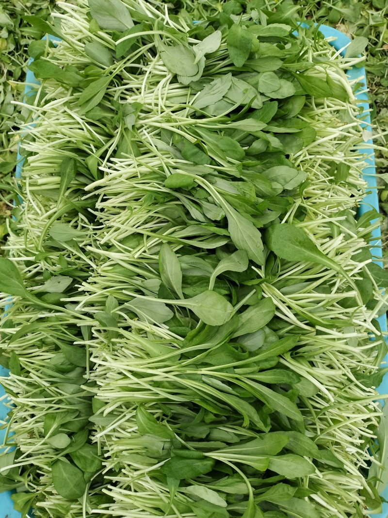 马兰头（精品马兰头蔬菜）