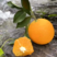 【九月红】湖北脐橙果冻橙产地直发对接电商团购各大市场