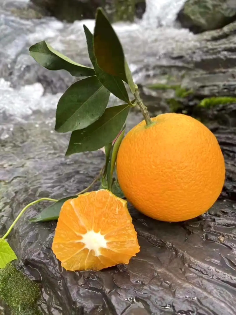【九月红】湖北脐橙果冻橙产地直发对接电商团购各大市场