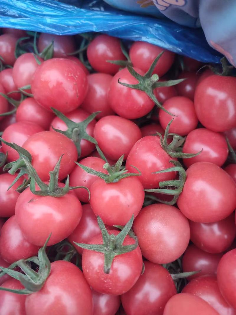 贝贝圣女果西红柿现在大量上市有意者请联系