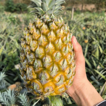 供应云南香水菠萝河口菠萝产地直供自家也有种植