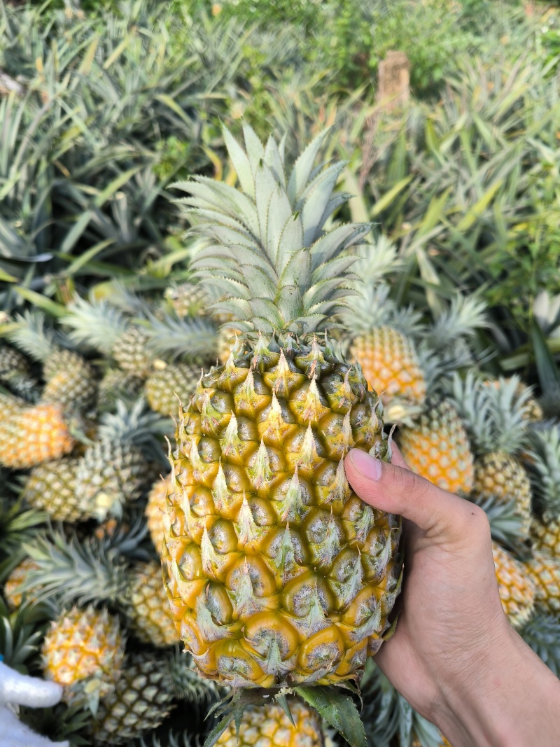 供应云南香水菠萝河口菠萝产地直供自家也有种植