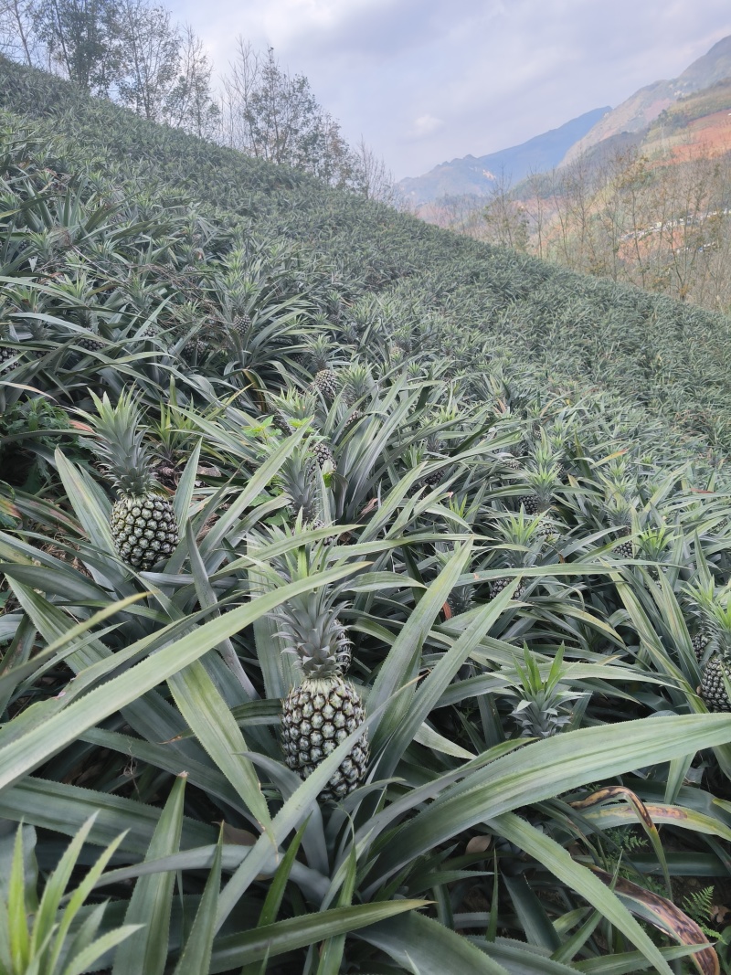 供应云南香水菠萝河口菠萝产地直供自家也有种植