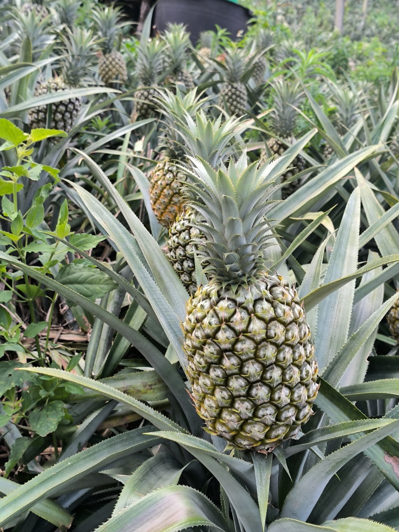 供应云南香水菠萝河口菠萝产地直供自家也有种植