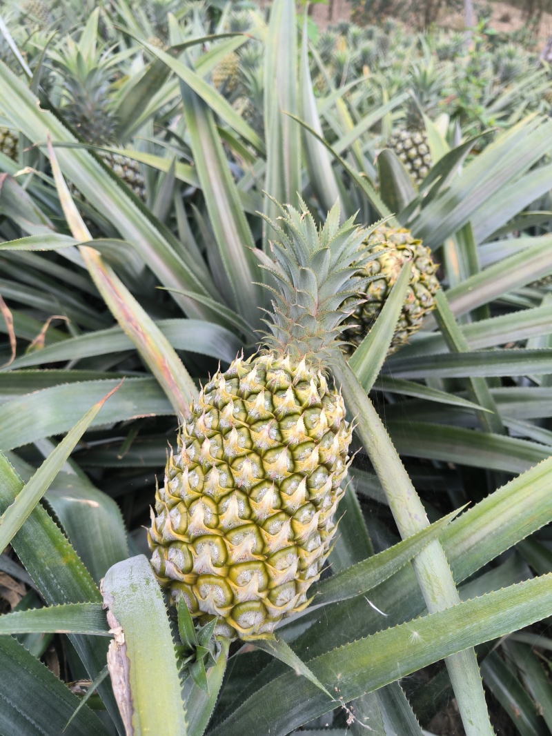 供应云南香水菠萝河口菠萝产地直供自家也有种植