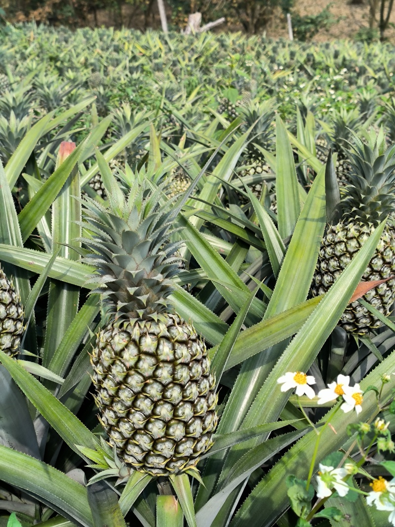 供应云南香水菠萝河口菠萝产地直供自家也有种植
