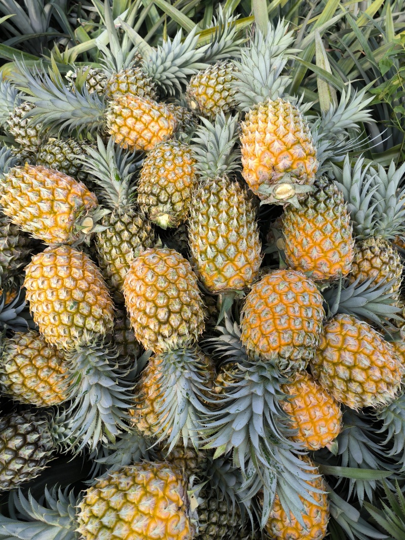 供应云南香水菠萝河口菠萝产地直供自家也有种植