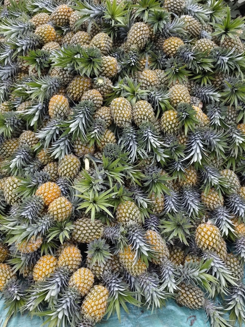供应云南香水菠萝河口菠萝产地直供自家也有种植